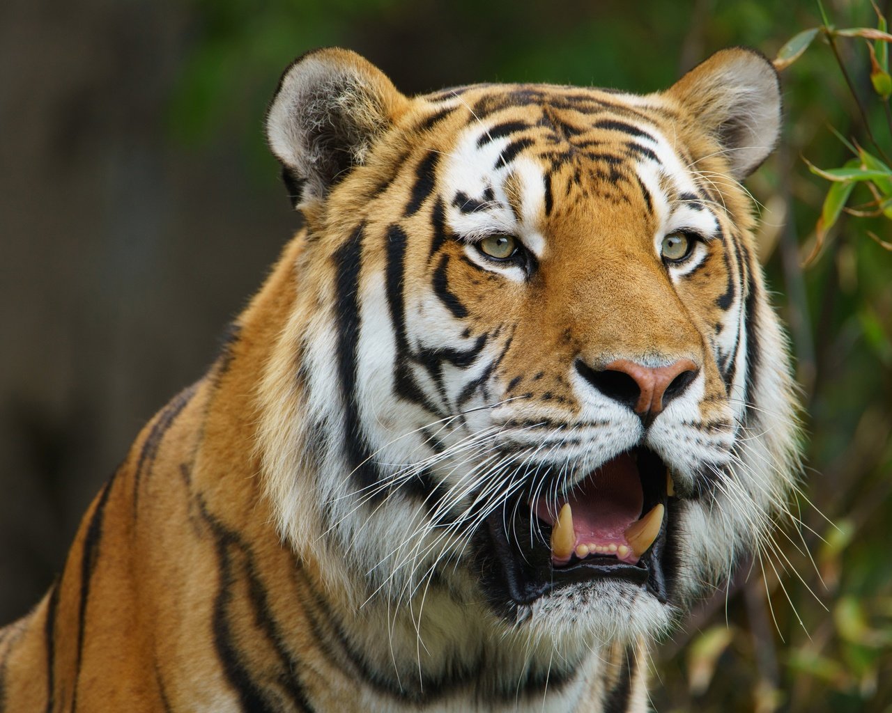 Обои тигр, морда, хищник, дикая кошка, амурский тигр, tiger, face, predator, wild cat, the amur tiger разрешение 2880x1845 Загрузить