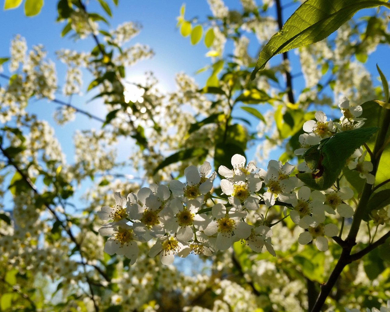 Обои цветы, макро, вишня, белые, соцветия, боке, flowers, macro, cherry, white, inflorescence, bokeh разрешение 4096x2304 Загрузить