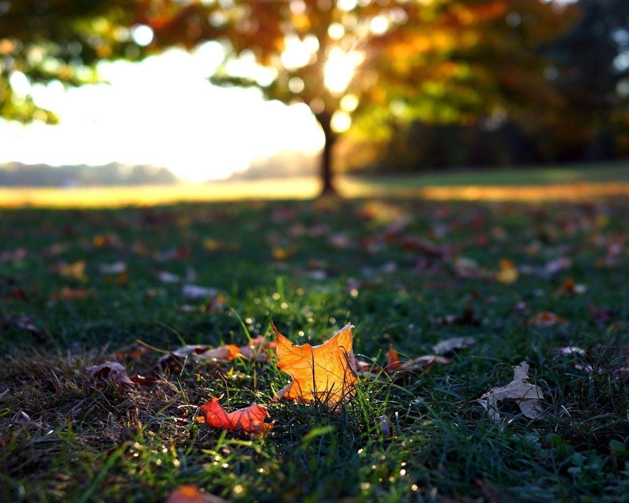 Обои трава, листья, макро, осень, листочки, листопад, осен, grass, leaves, macro, autumn, falling leaves разрешение 1920x1080 Загрузить