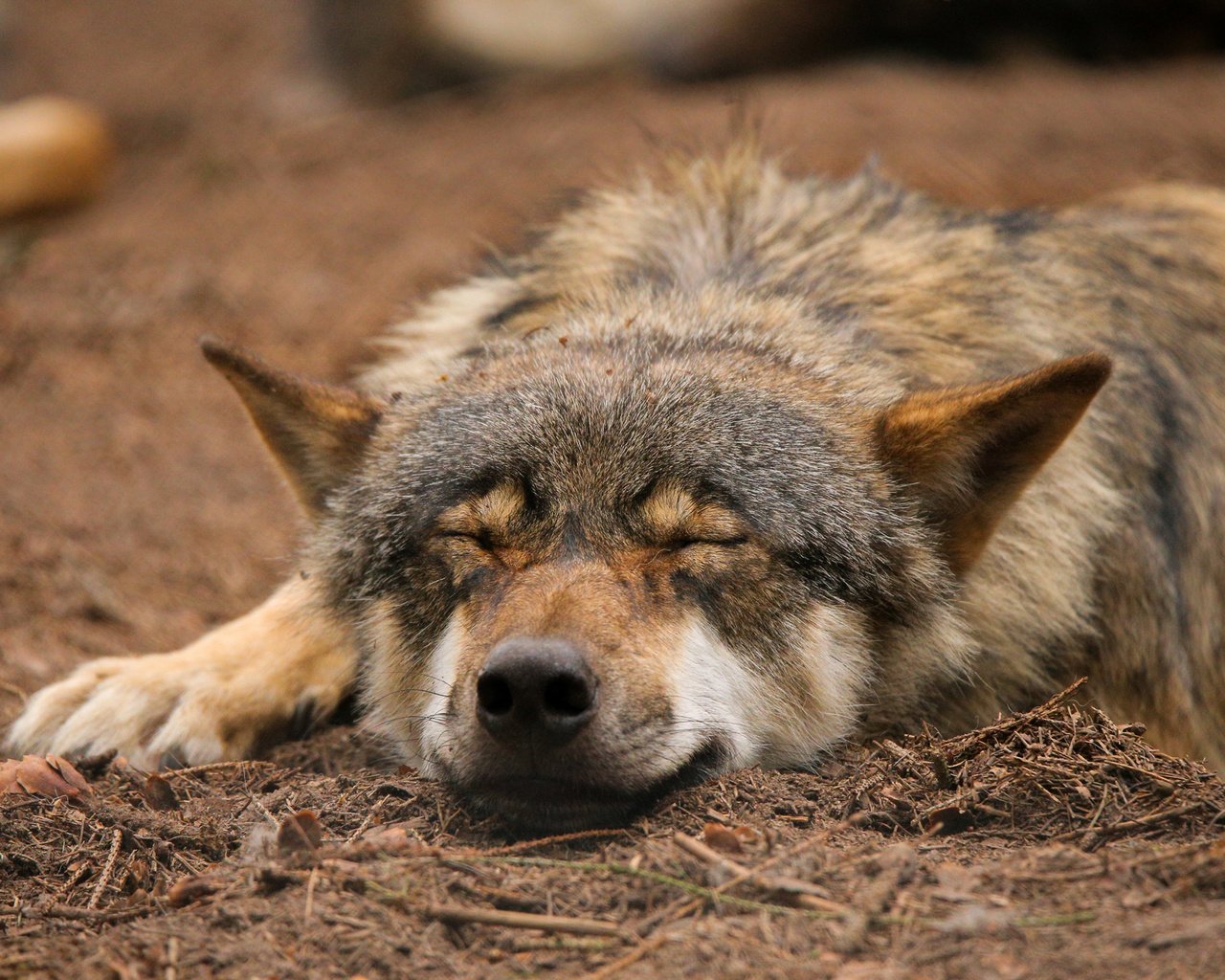 Обои природа, спит, волк, quiet-bliss, nature, sleeping, wolf разрешение 2000x1333 Загрузить