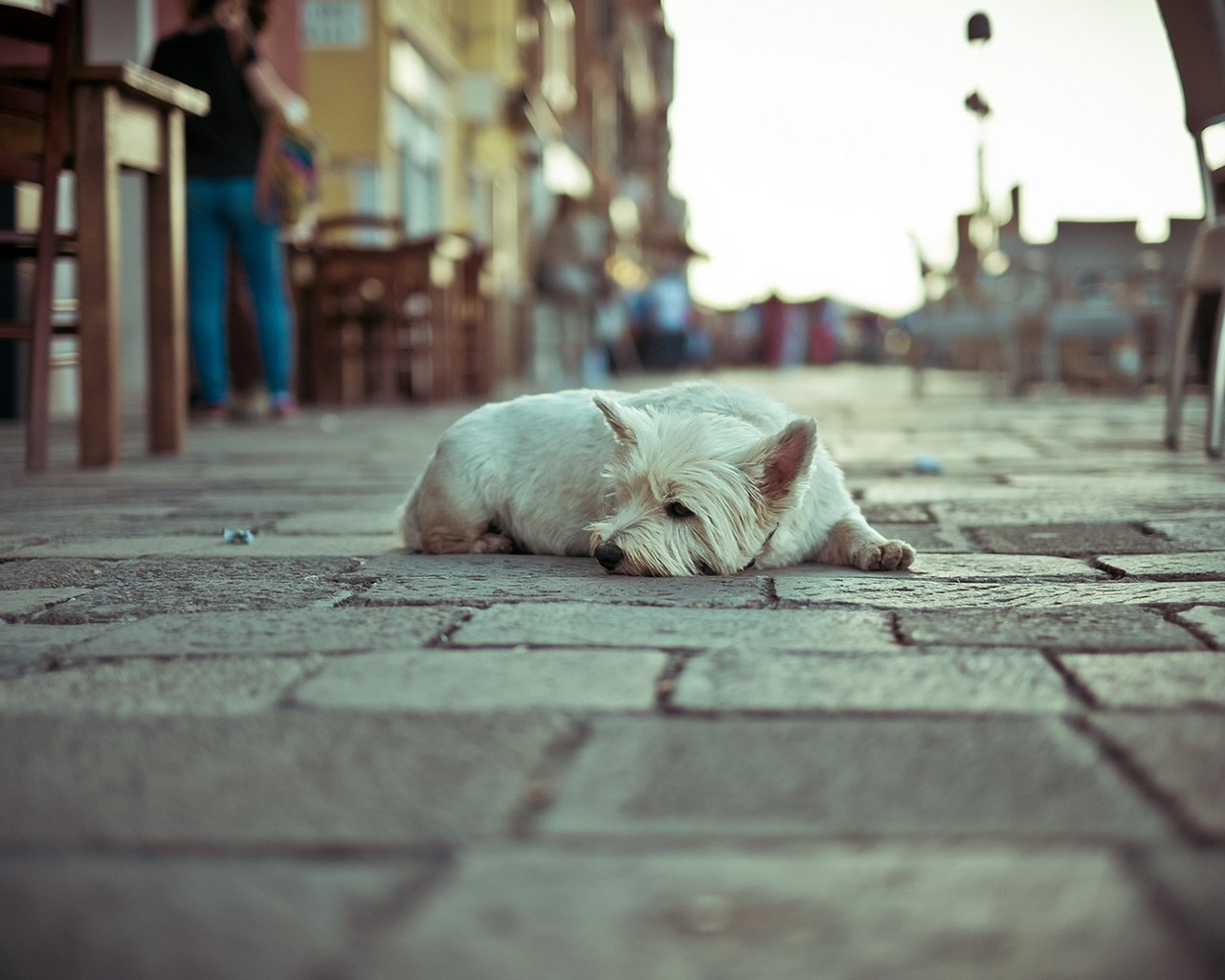 Обои собака, одиночество, улица, dog, loneliness, street разрешение 1920x1274 Загрузить