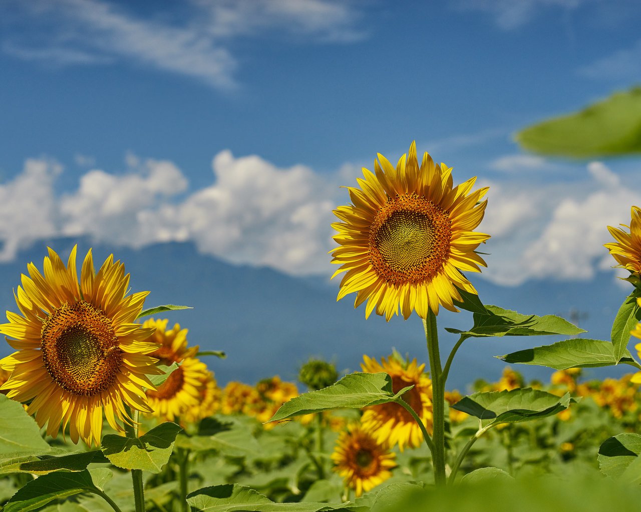 Обои небо, поле, лето, подсолнухи, the sky, field, summer, sunflowers разрешение 2048x1365 Загрузить