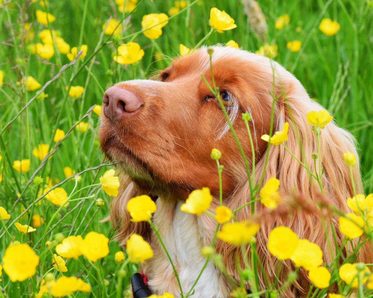 Обои цветы, взгляд, собака, flowers, look, dog разрешение 2048x1380 Загрузить