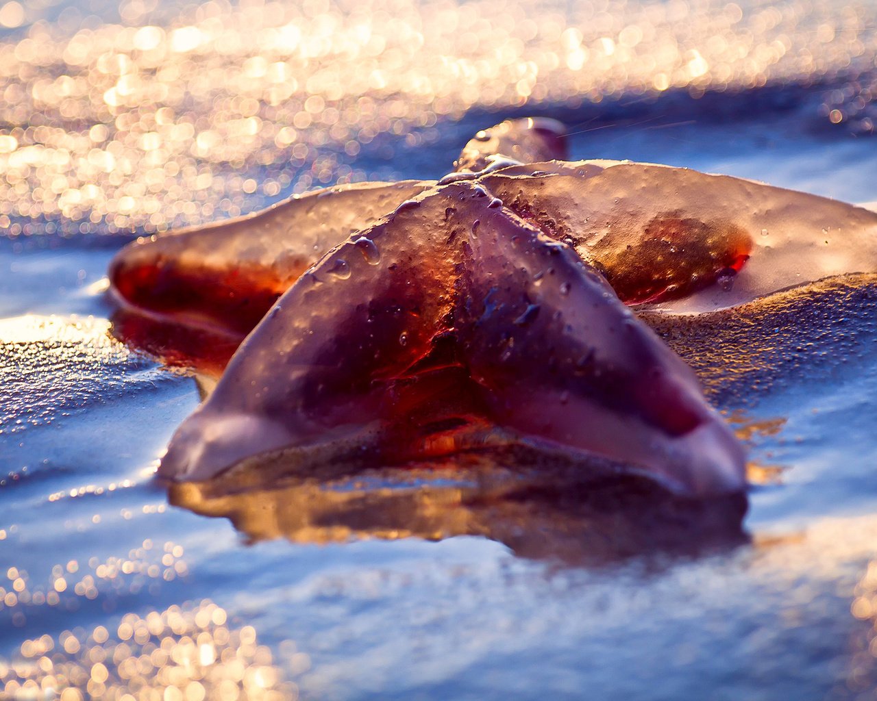 Обои свет, макро, море, пляж, мокро, морская звезда, боке, light, macro, sea, beach, wet, starfish, bokeh разрешение 1920x1280 Загрузить