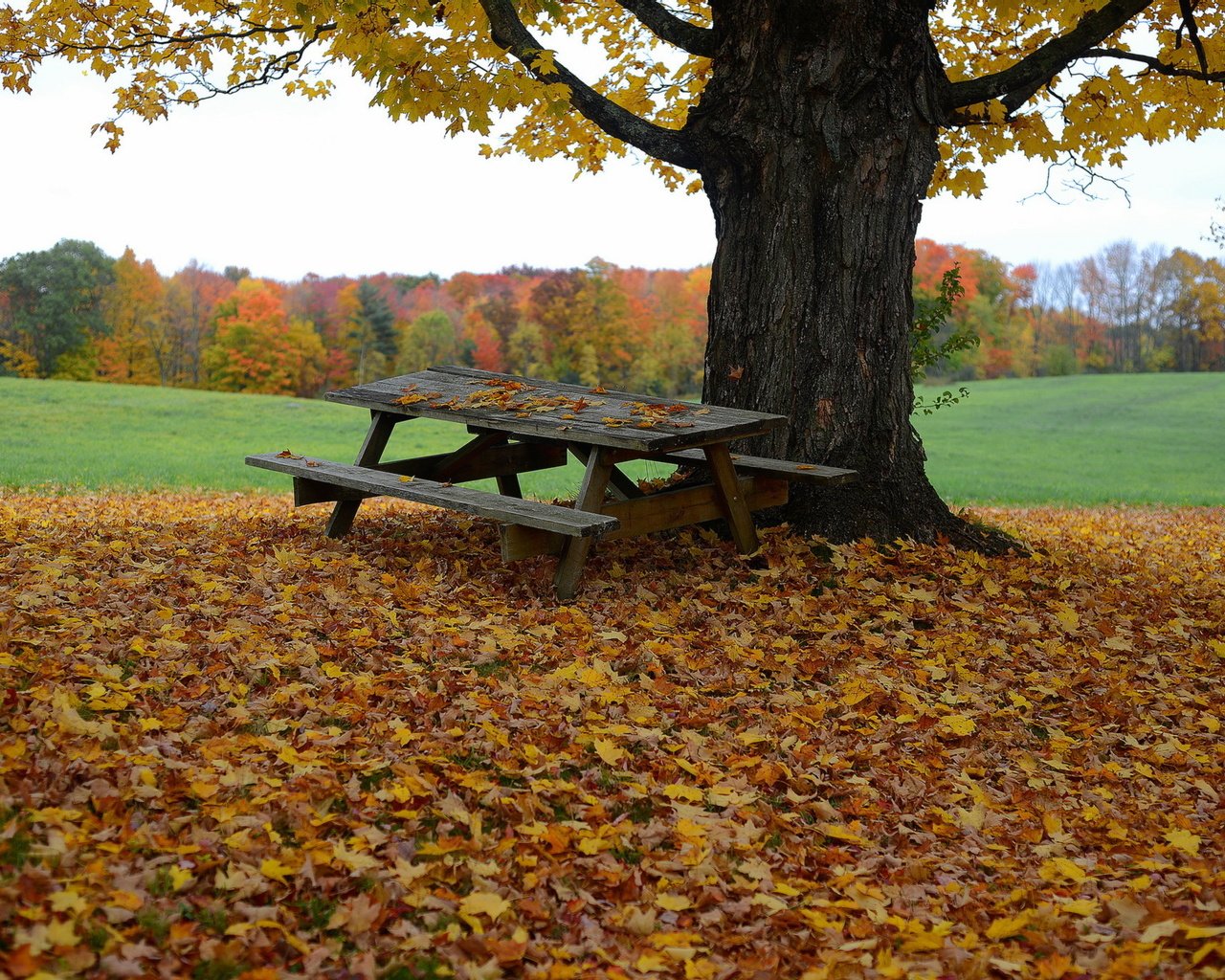 Обои дерево, листья, осень, стол, скамья, tree, leaves, autumn, table, bench разрешение 2048x1365 Загрузить