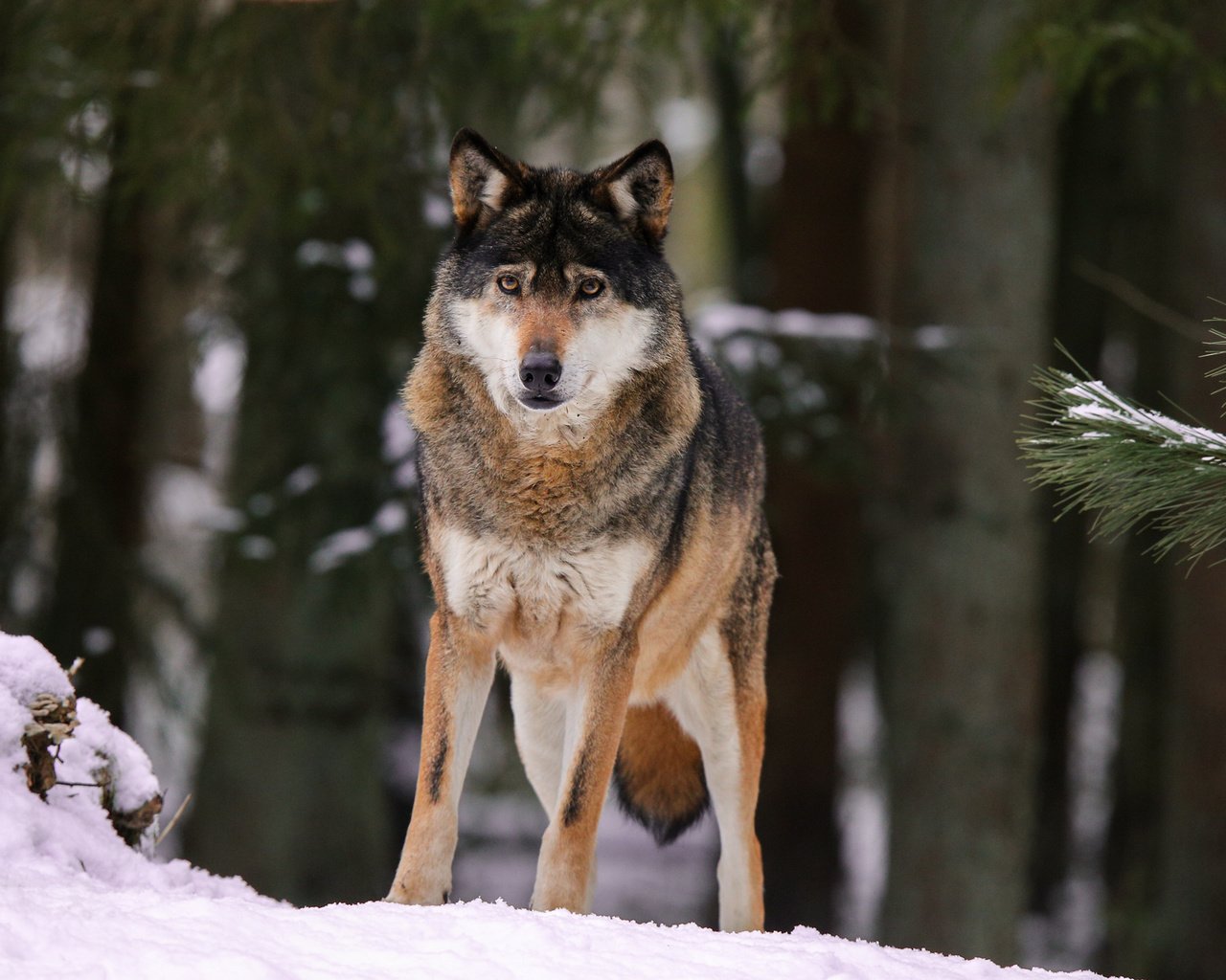 Обои снег, природа, лес, волк, quiet-bliss, snow, nature, forest, wolf разрешение 2000x1333 Загрузить