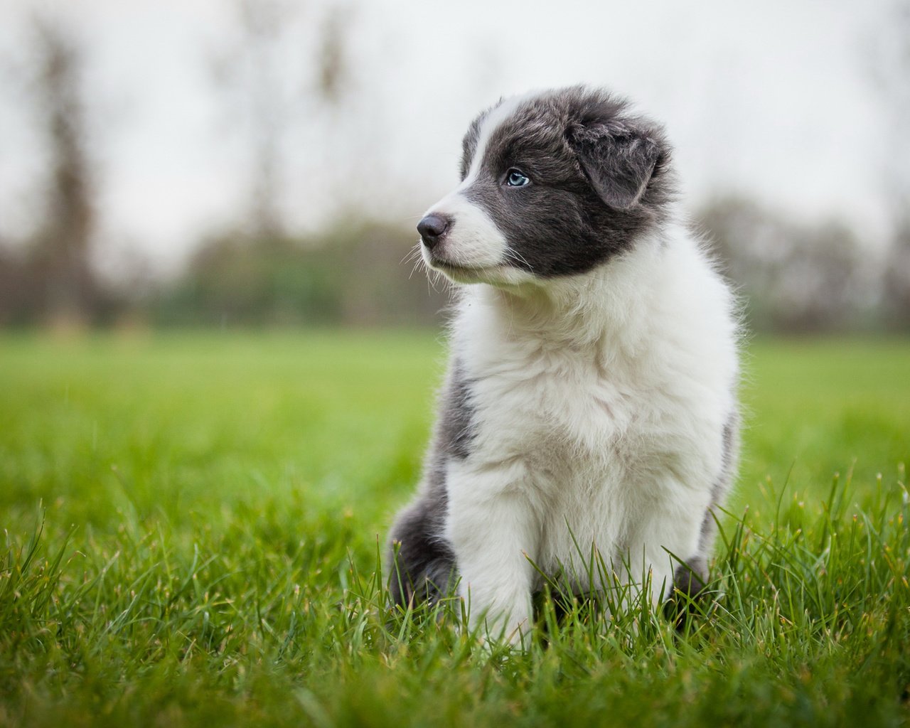 Обои трава, собака, серый, луг, щенок, аусси, grass, dog, grey, meadow, puppy, aussie разрешение 2048x1152 Загрузить