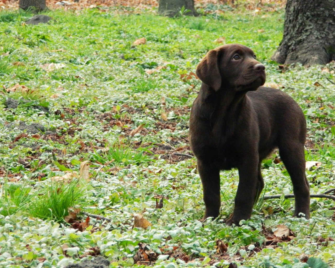 Обои трава, листья, собака, щенок, лабрадор, grass, leaves, dog, puppy, labrador разрешение 1920x1200 Загрузить