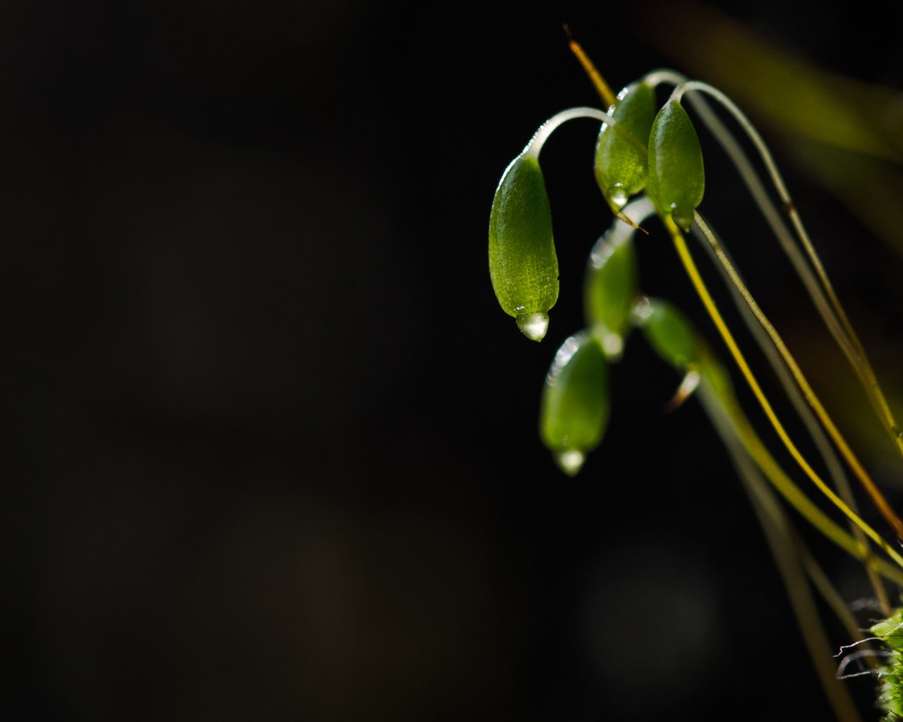 Обои природа, макро, капли, темный фон, мох, растение, росток, nature, macro, drops, the dark background, moss, plant, rostock разрешение 4592x2772 Загрузить