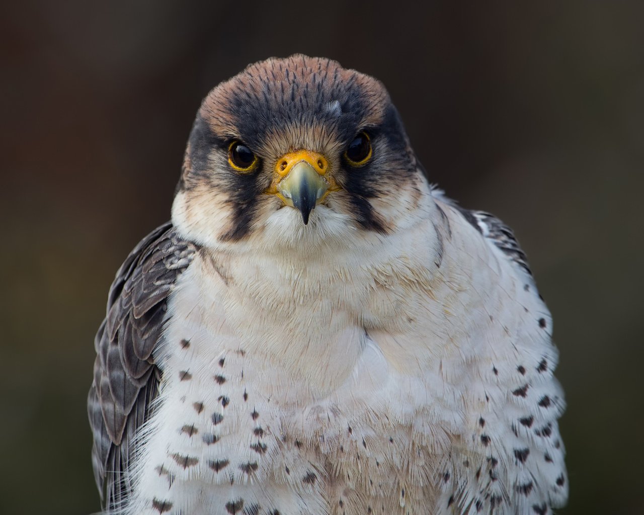 Обои взгляд, птица, фотограф, сокол, regina, lanner falcon, look, bird, photographer, falcon разрешение 2048x1540 Загрузить