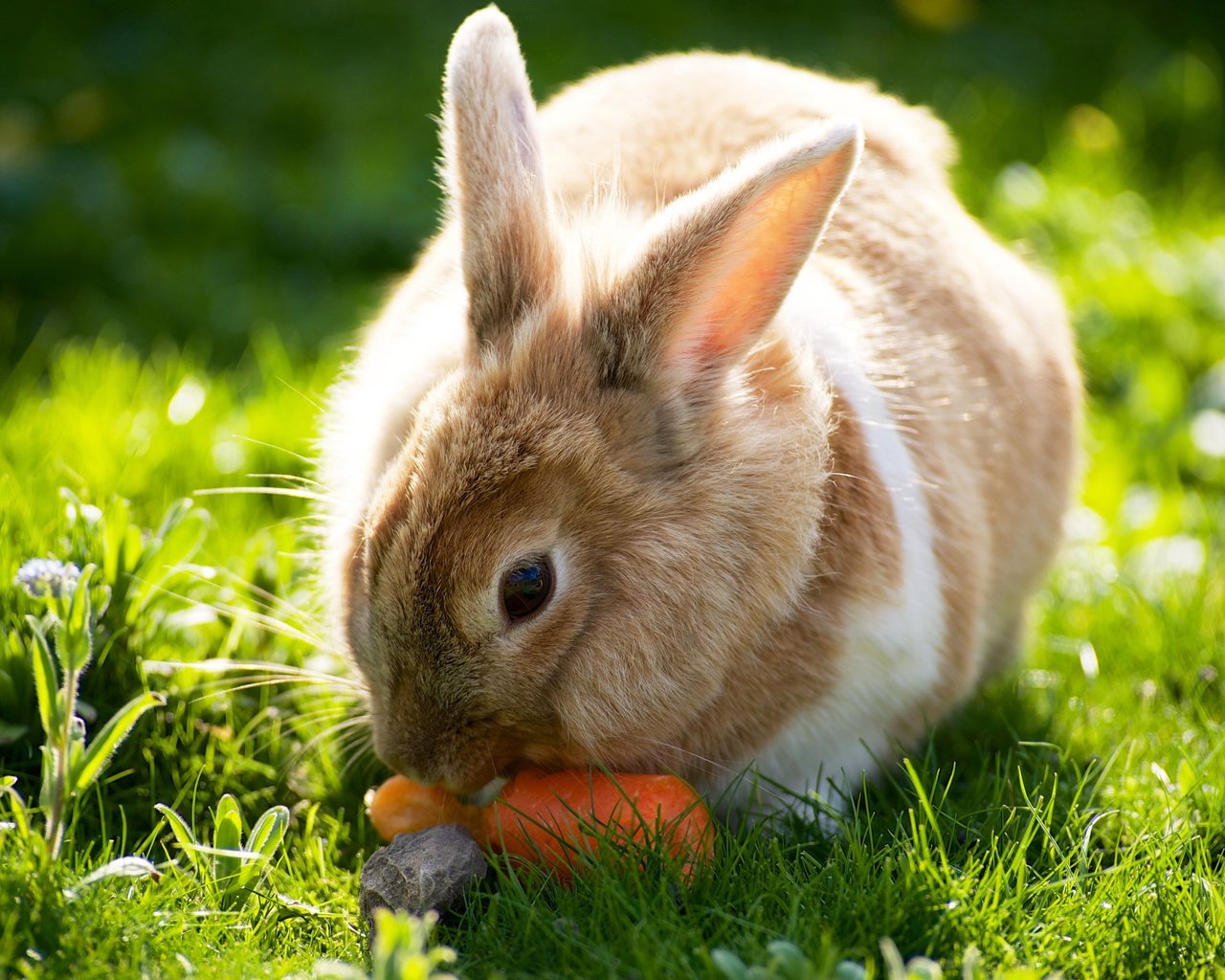 Обои трава, солнце, лето, кролик, зайцы, вс, морковка, летнее, grass, the sun, summer, rabbit, rabbits, sun, carrot разрешение 2560x1600 Загрузить