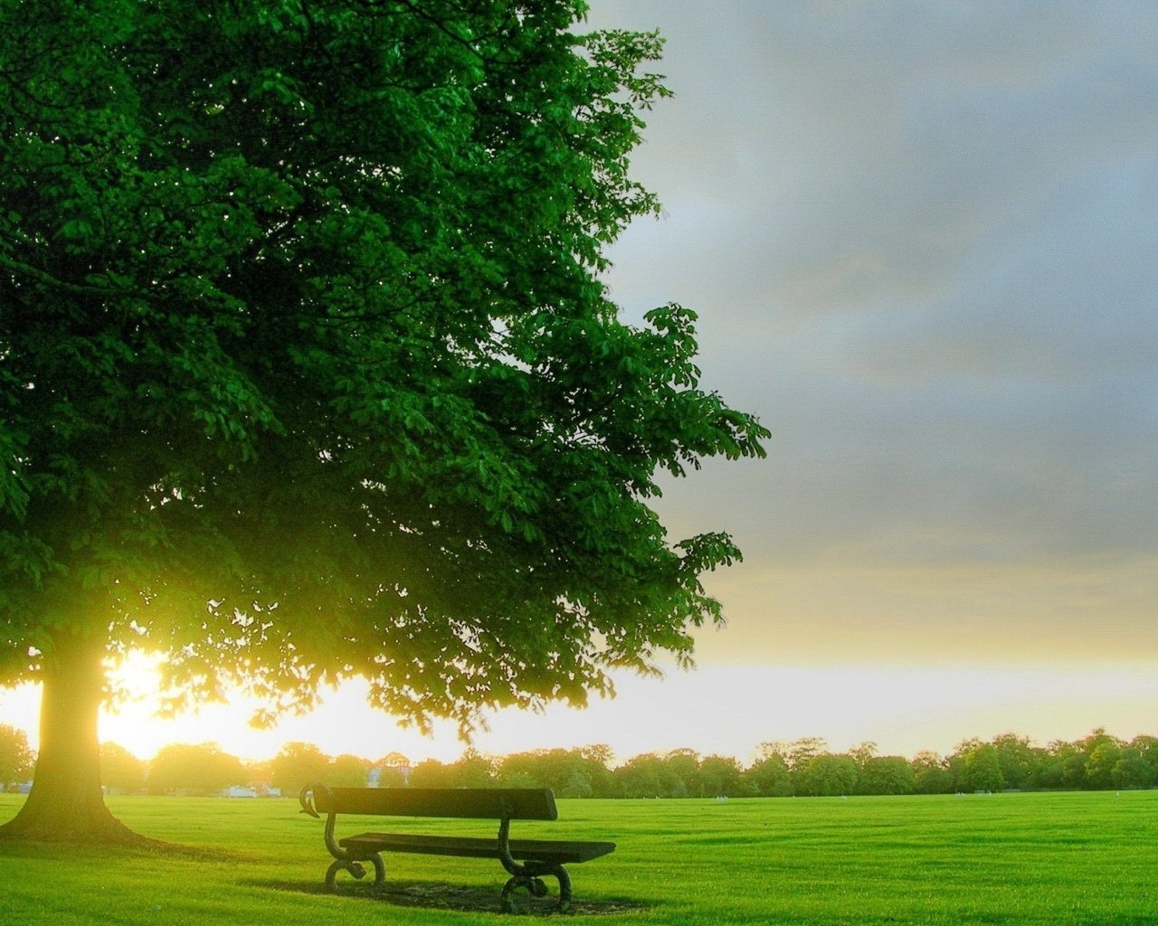 Обои природа, дерево, утро, поле, рассвет, скамейка, лавочка, nature, tree, morning, field, dawn, bench, shop разрешение 1920x1080 Загрузить