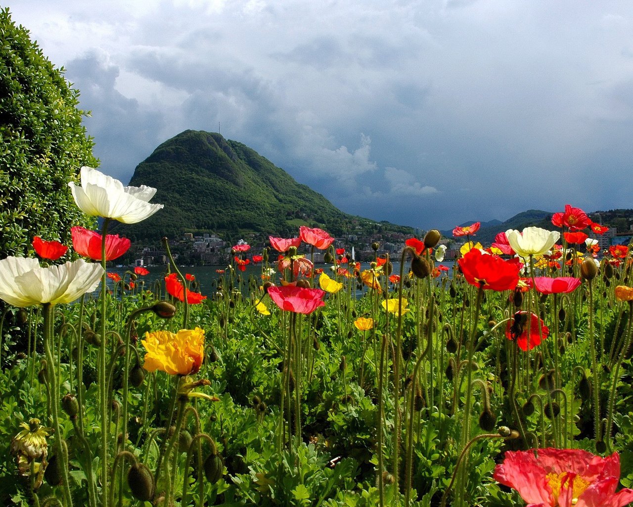 Обои цветы, горы, природа, швейцария, маки, лугано, flowers, mountains, nature, switzerland, maki, lugano разрешение 1920x1200 Загрузить