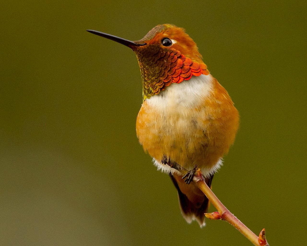 Обои птица, колибри, охристый колибри, рыжий селасфорус, bird, hummingbird, buffy hummingbird, red selasphorus разрешение 1920x1280 Загрузить