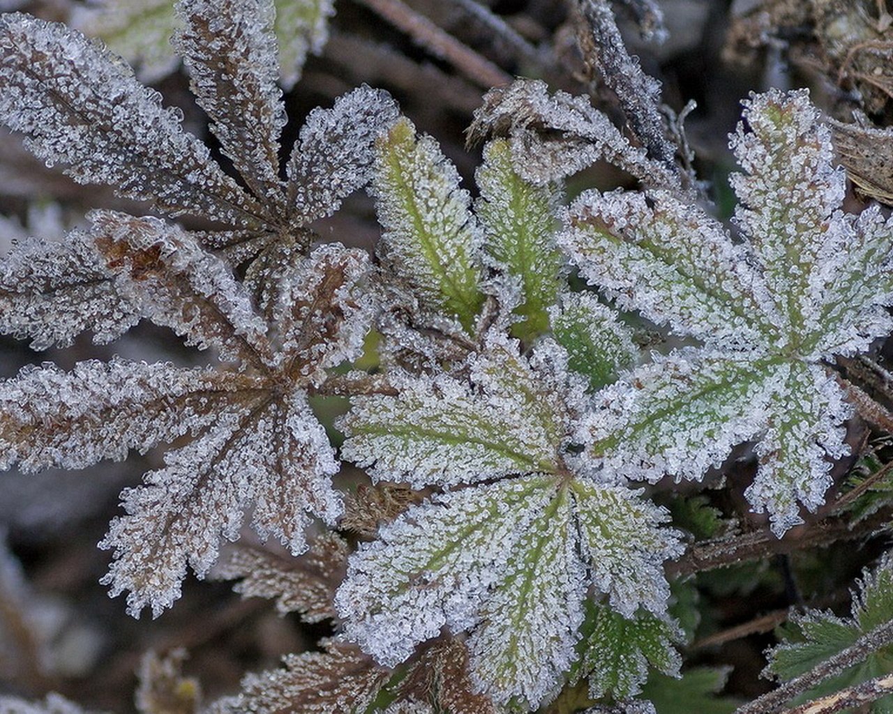 Обои природа, листья, макро, иней, растение, nature, leaves, macro, frost, plant разрешение 1933x1080 Загрузить