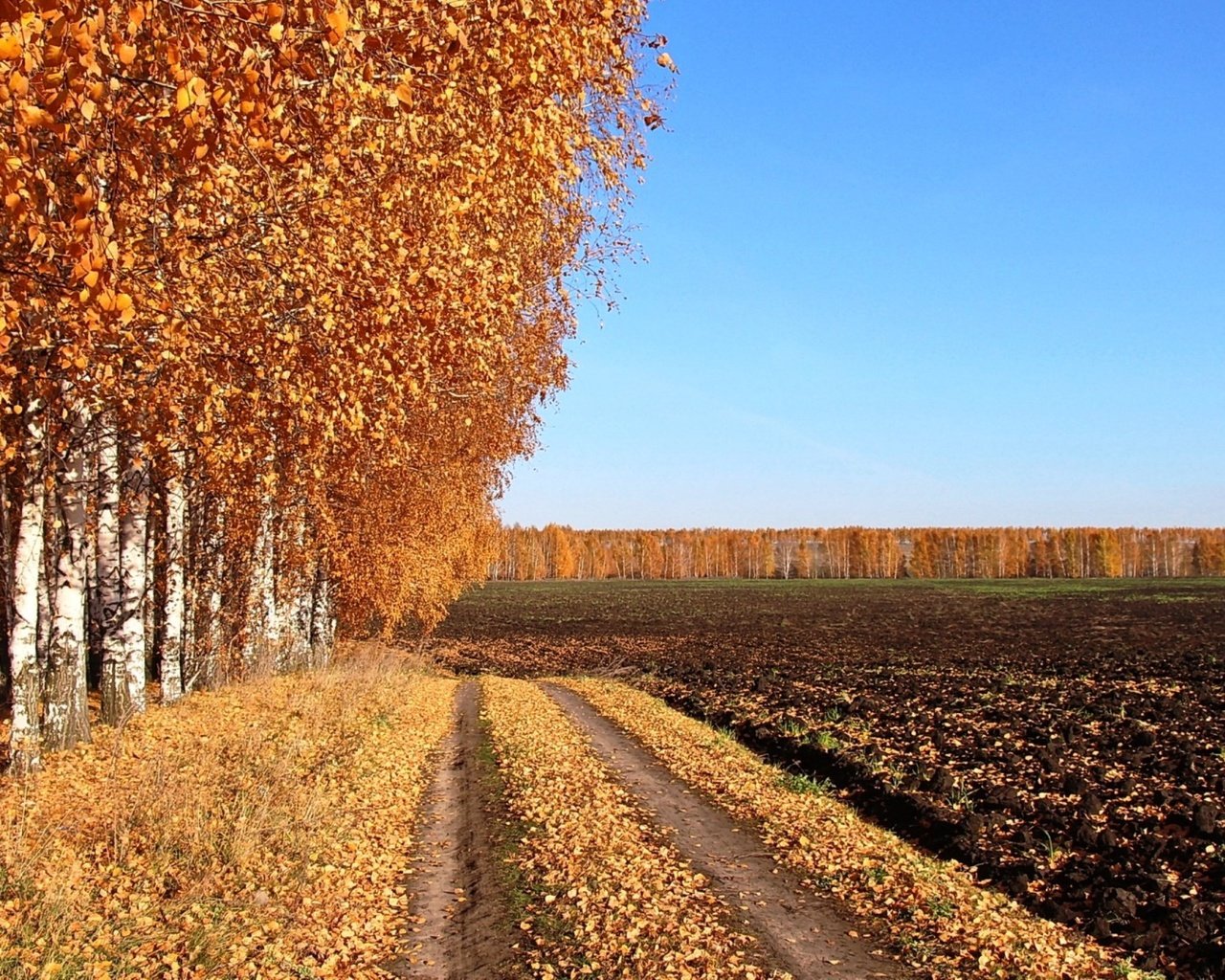 Обои дорога, поле, березы, осень, проселочная дорога, road, field, birch, autumn, country road разрешение 2500x1406 Загрузить