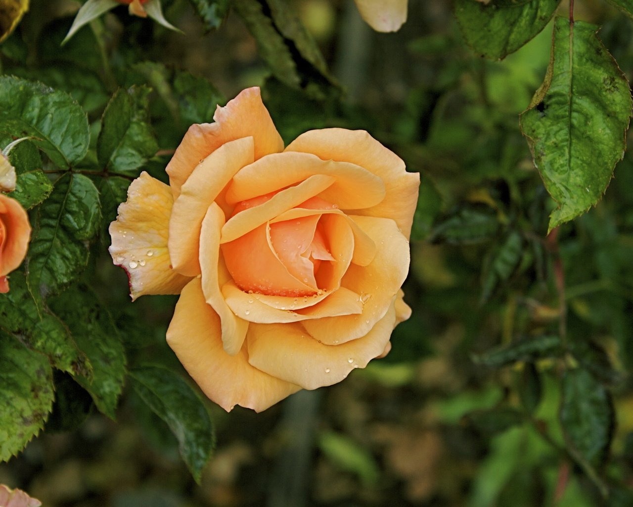 Обои цветы, роза, лепестки, бутон, желтые, flowers, rose, petals, bud, yellow разрешение 3504x2332 Загрузить