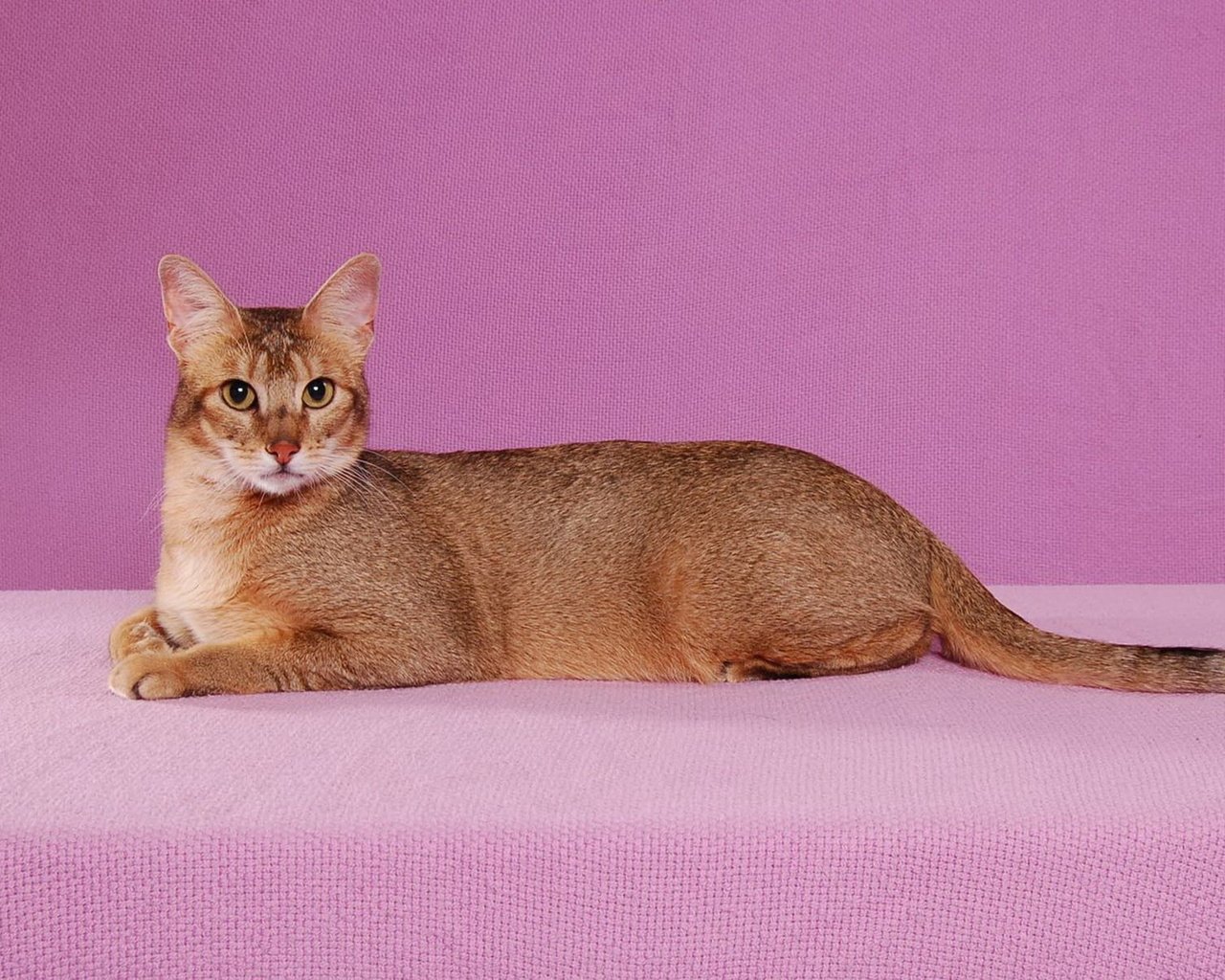 Обои фон, поза, кот, кошка, взгляд, абиссинская, background, pose, cat, look, abyssinian разрешение 1920x1440 Загрузить