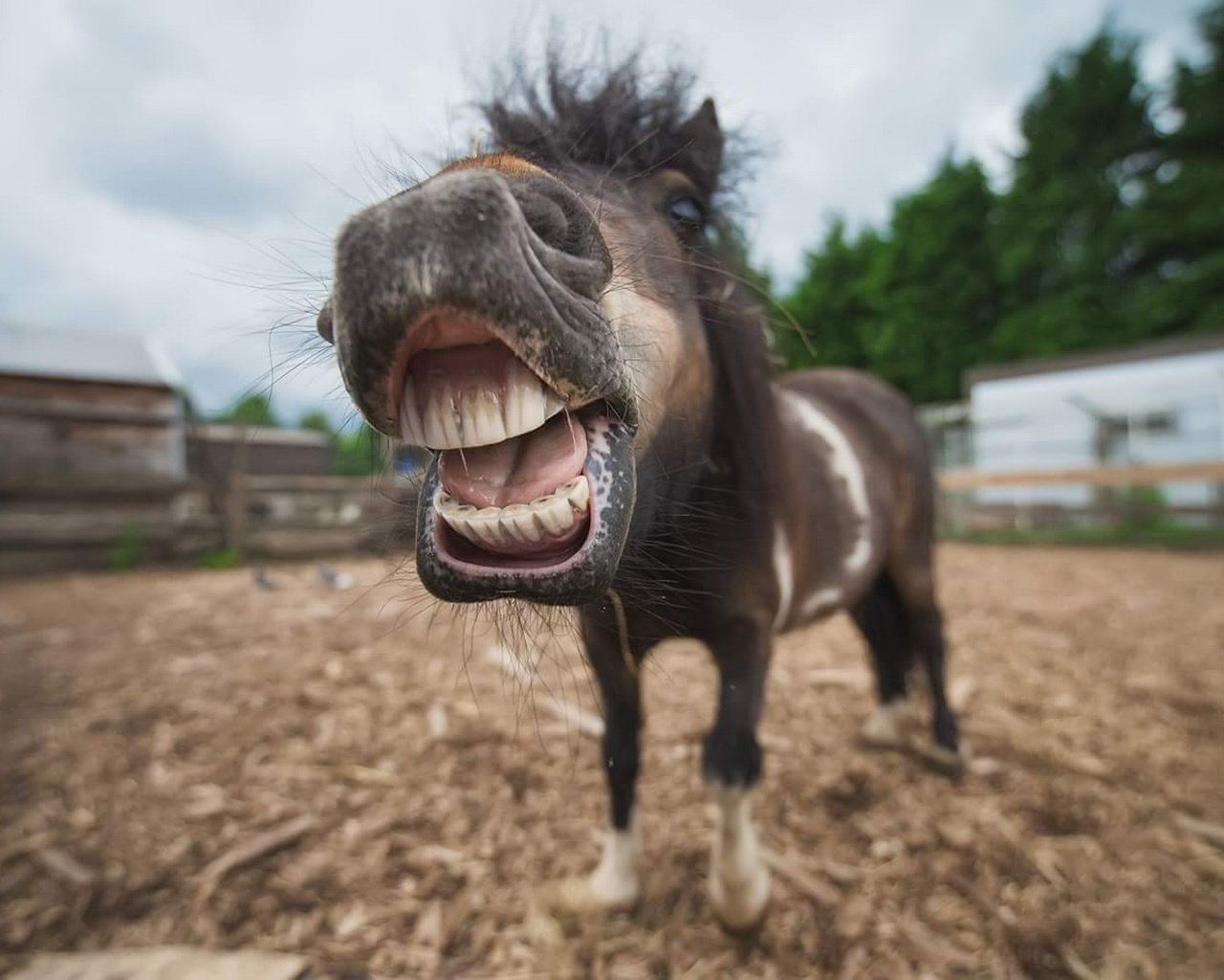 Обои морда, лошадь, портрет, животное, пони, конь, ракурс, shetland, face, horse, portrait, animal, pony, view разрешение 1920x1283 Загрузить