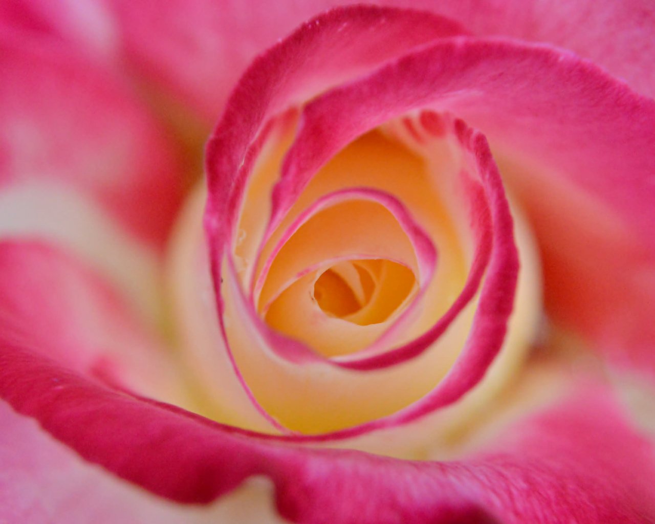 Обои макро, цветок, роза, лепестки, бутон, крупным планом, macro, flower, rose, petals, bud, closeup разрешение 2048x1362 Загрузить