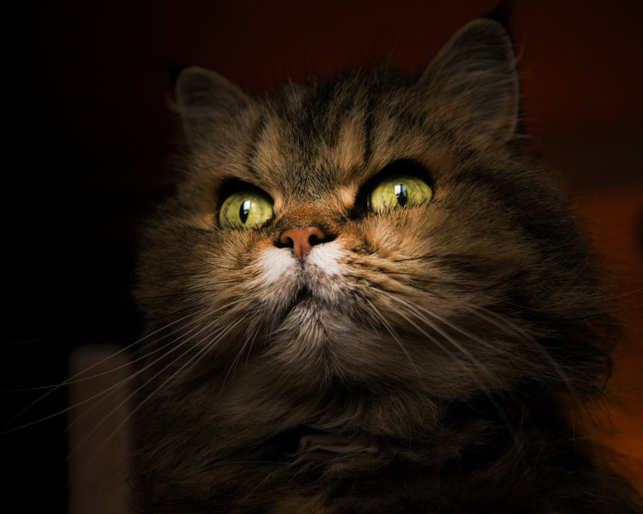 Обои фон, портрет, кот, мордочка, кошка, взгляд, background, portrait, cat, muzzle, look разрешение 3000x2000 Загрузить
