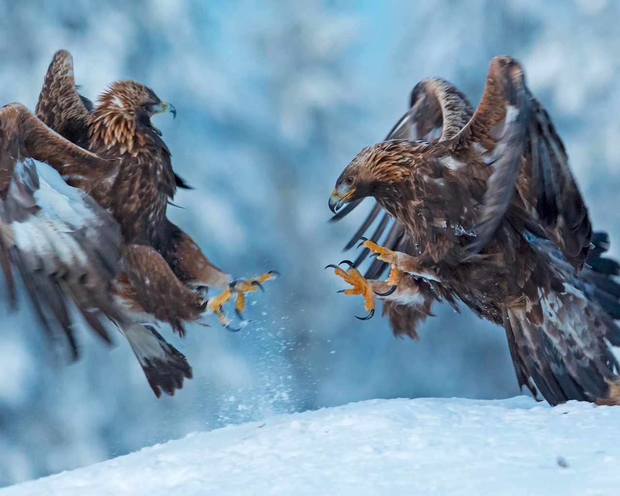 Обои снег, природа, крылья, птицы, клюв, когти, беркут, snow, nature, wings, birds, beak, claws, eagle разрешение 1920x1373 Загрузить