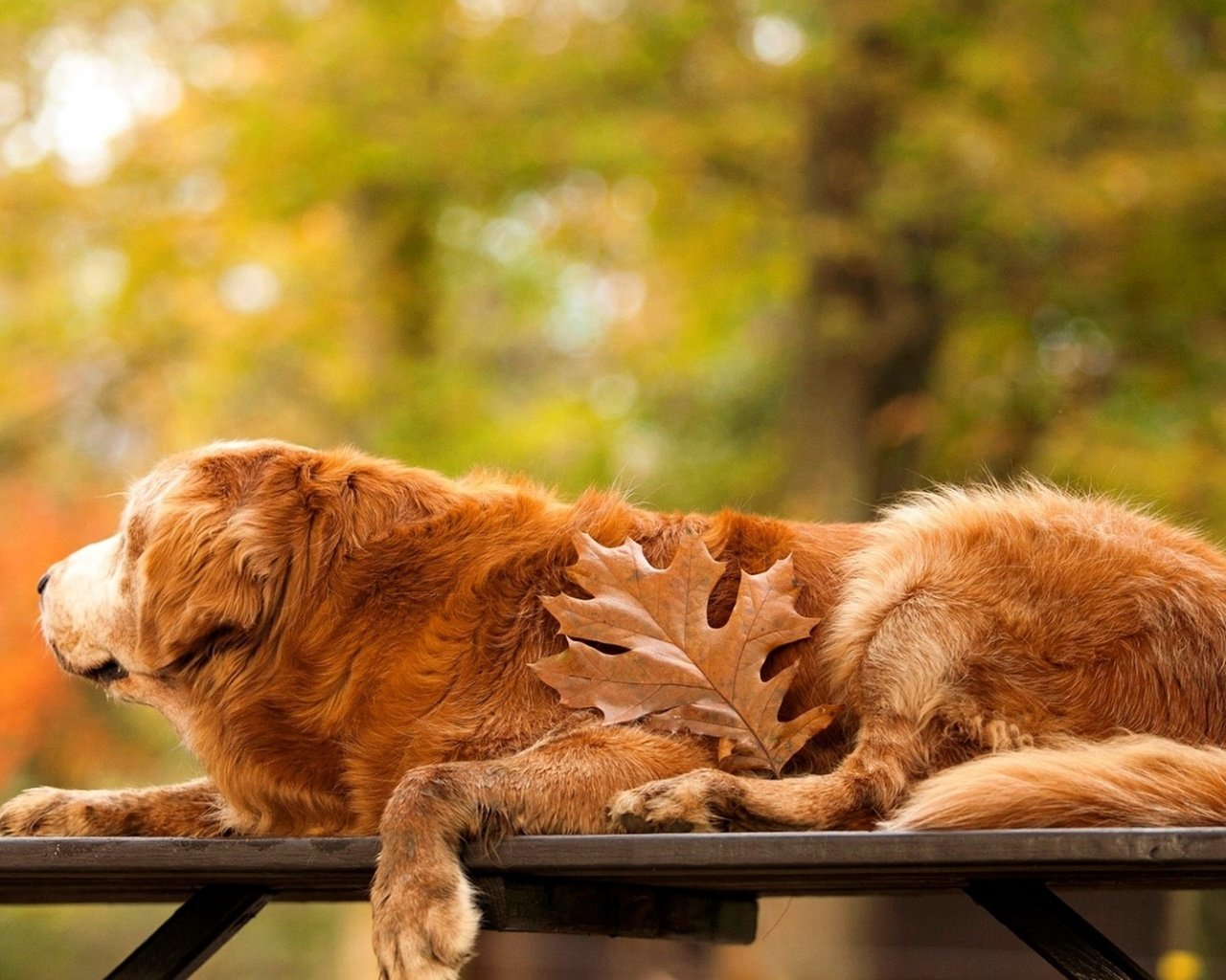 Обои осень, собака, лист, скамейка, золотистый ретривер, autumn, dog, sheet, bench, golden retriever разрешение 3250x1828 Загрузить