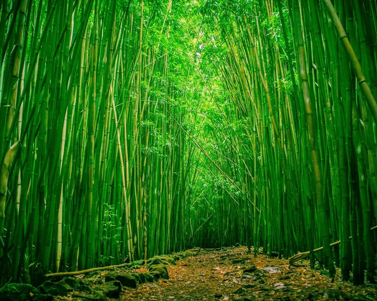 Обои природа, бамбук, бамбуковый лес, nature, bamboo, bamboo forest разрешение 1920x1080 Загрузить