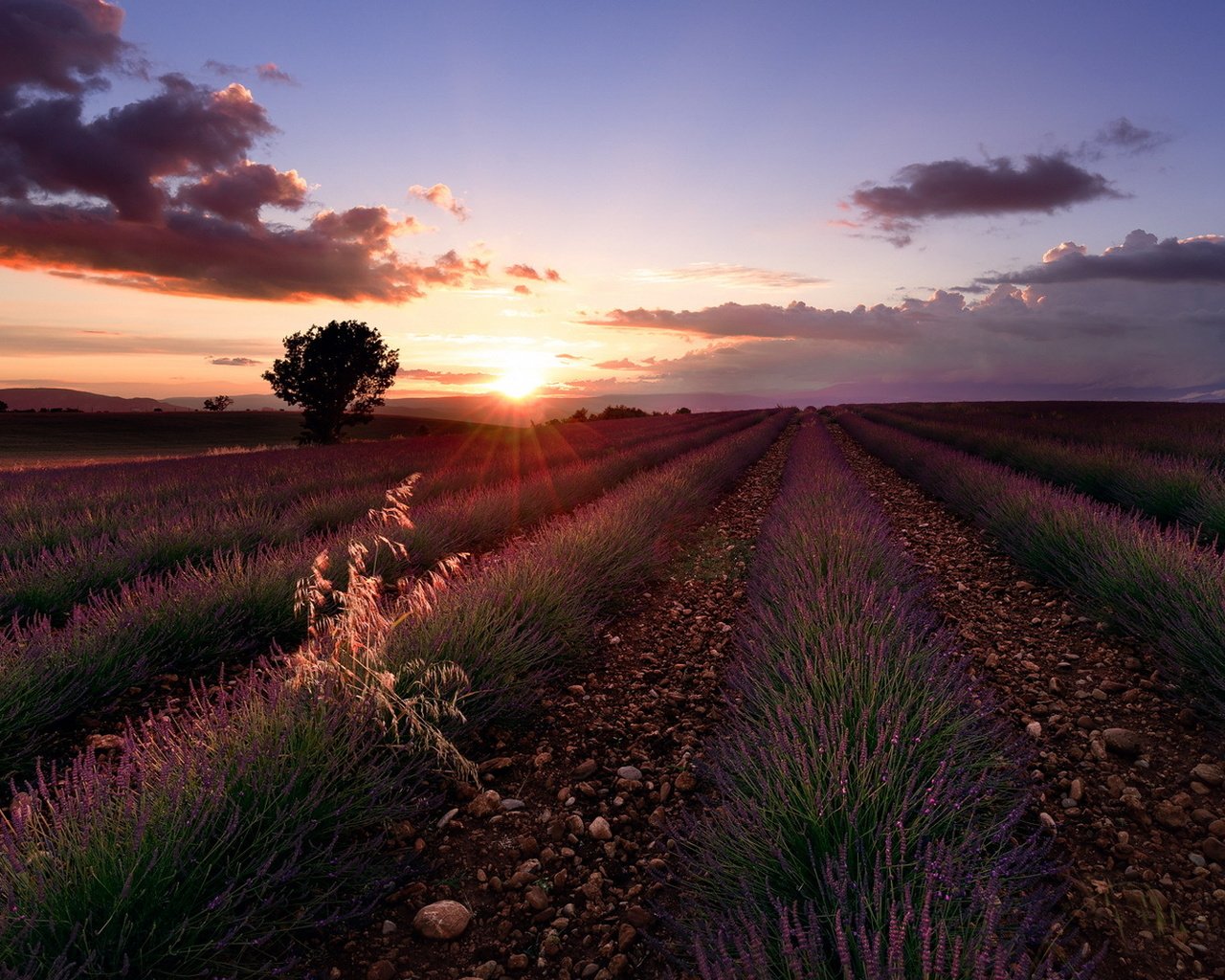 Обои цветы, закат, поле, лаванда, flowers, sunset, field, lavender разрешение 1920x1080 Загрузить