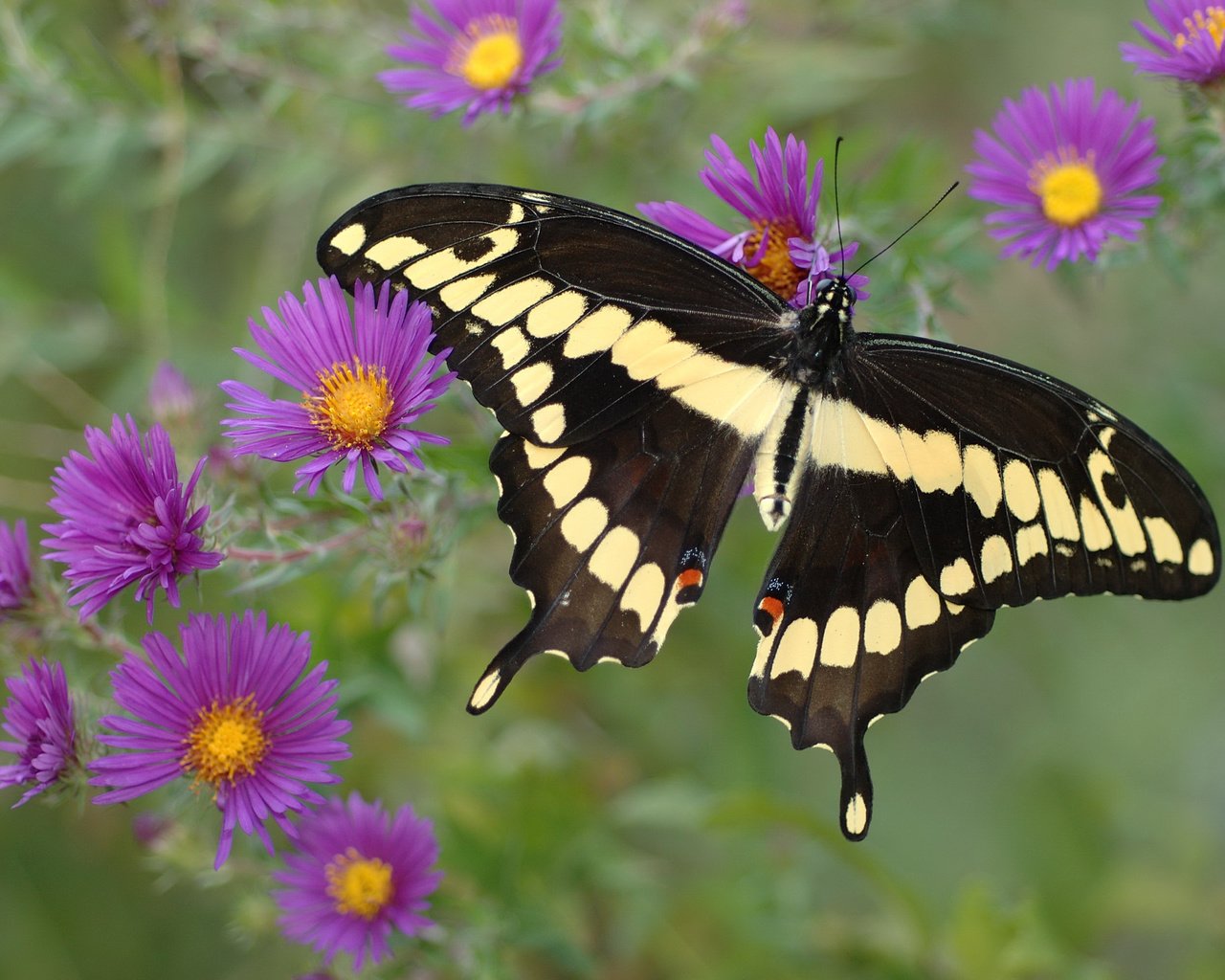 Обои цветы, желтый, бабочка, фиолетовый, крылья, черный, flowers, yellow, butterfly, purple, wings, black разрешение 3008x2000 Загрузить