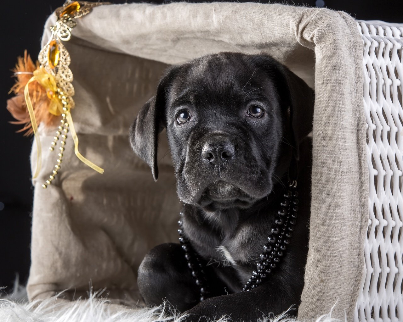 Обои маска, щенок, корзина, бусы, кане-корсо, mask, puppy, basket, beads, cane corso разрешение 4000x2634 Загрузить