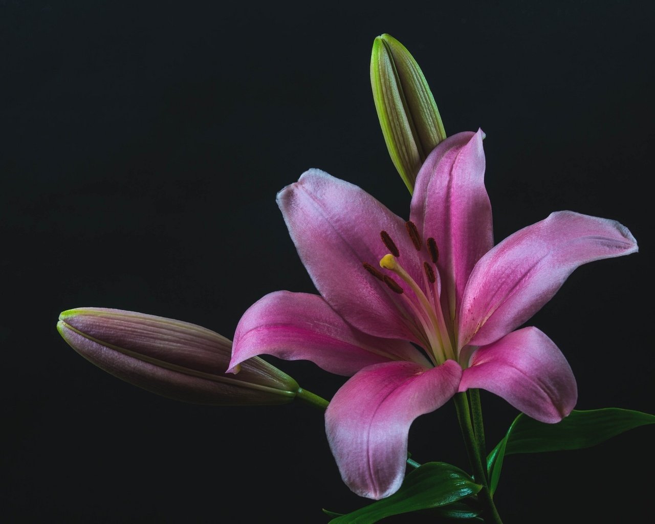 Обои бутоны, макро, лилия, розовая, buds, macro, lily, pink разрешение 2048x1363 Загрузить