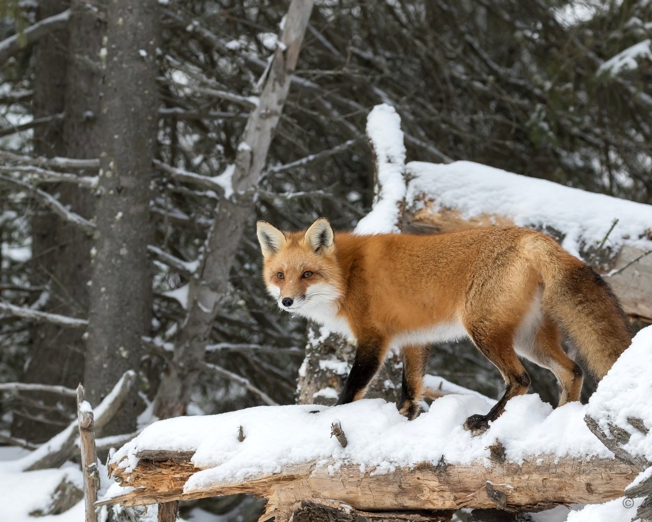 Обои деревья, снег, лес, рыжая, лиса, хищник, лисица, trees, snow, forest, red, fox, predator разрешение 2048x1365 Загрузить