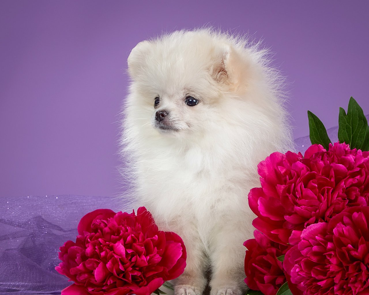 Обои белый, щенок, пионы, шпиц, white, puppy, peonies, spitz разрешение 3000x1875 Загрузить