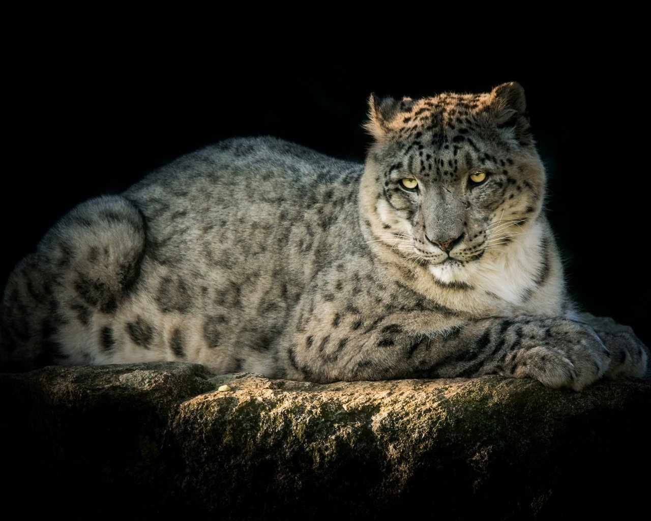 Обои хищник, снежный барс, ирбис, красавец, predator, snow leopard, irbis, handsome разрешение 1920x1279 Загрузить