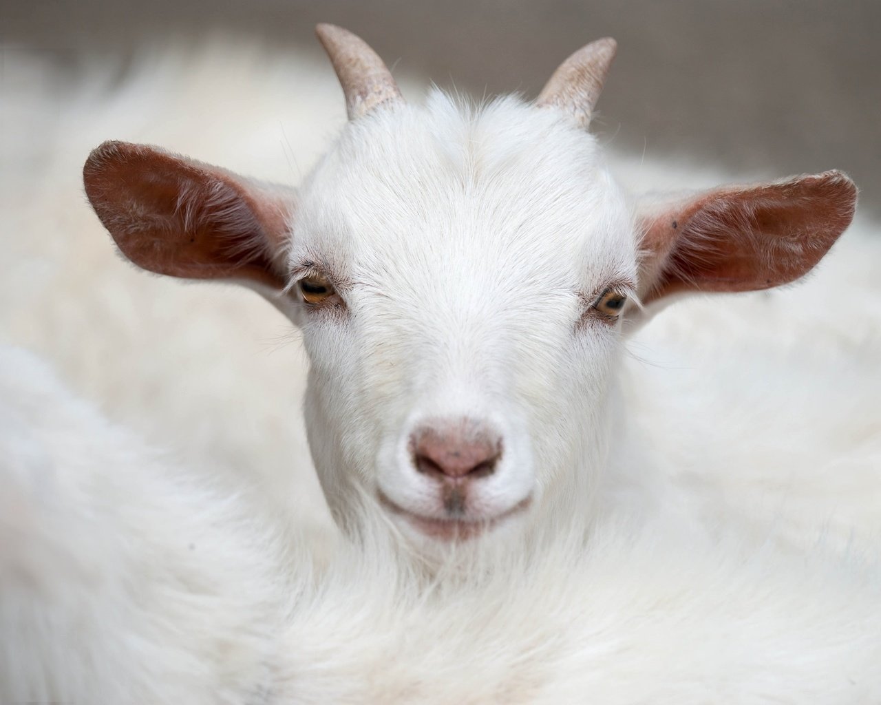 Обои белый, коза, рога, козленок, white, goat, horns разрешение 2048x1365 Загрузить