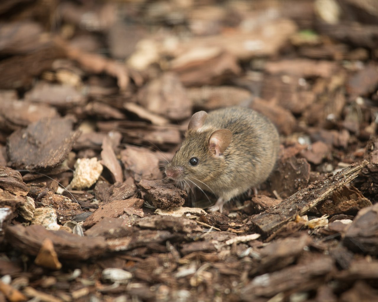Обои мышь, грызун, полевка, mouse, rodent, vole разрешение 5184x3456 Загрузить