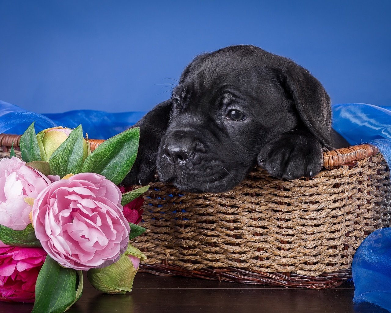 Обои цветы, собака, щенок, ткань, корзина, кане-корсо, пионы, flowers, dog, puppy, fabric, basket, cane corso, peonies разрешение 3000x1979 Загрузить