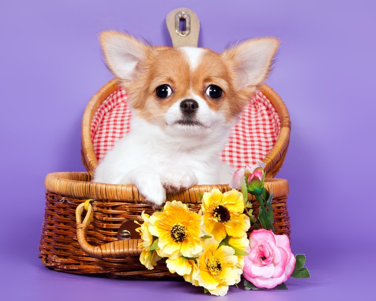 Обои цветы, корзина, чихуахуа, flowers, basket, chihuahua разрешение 3300x2190 Загрузить