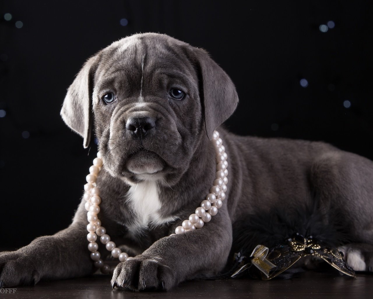 Обои щенок, ожерелье, красавец, кане-корсо, puppy, necklace, handsome, cane corso разрешение 3300x2090 Загрузить