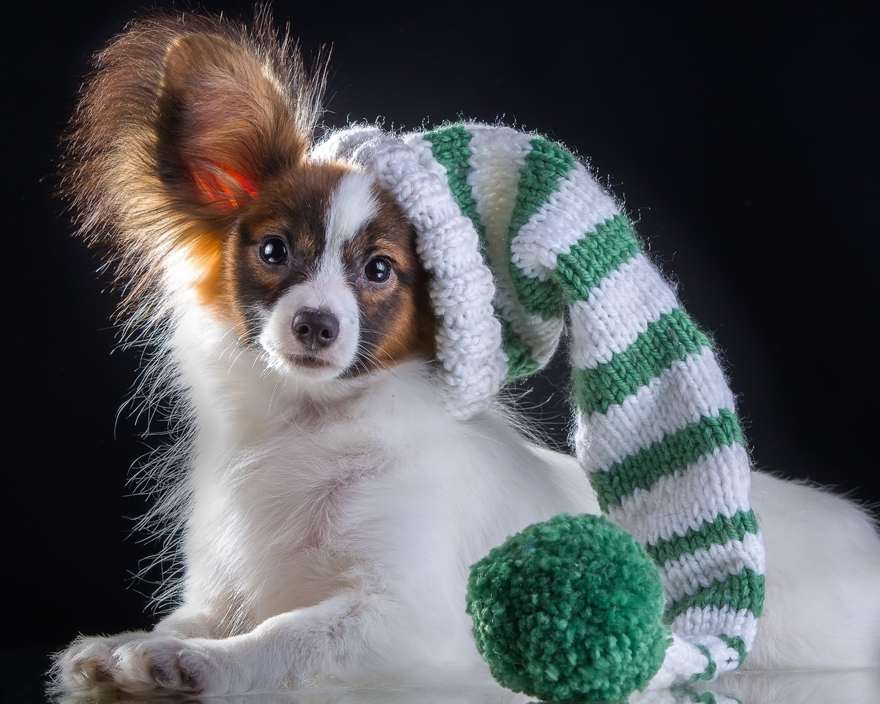 Обои шапка, порода, папильон, hat, breed, papillon разрешение 3278x2279 Загрузить