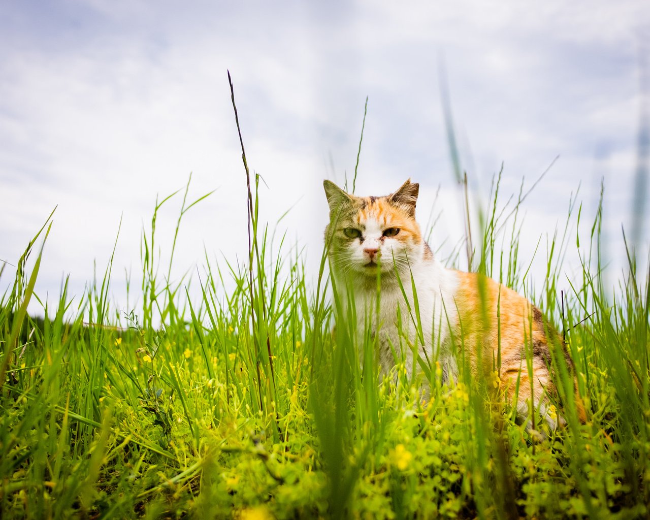 Обои трава, кот, лето, кошка, взгляд, grass, cat, summer, look разрешение 2048x1365 Загрузить