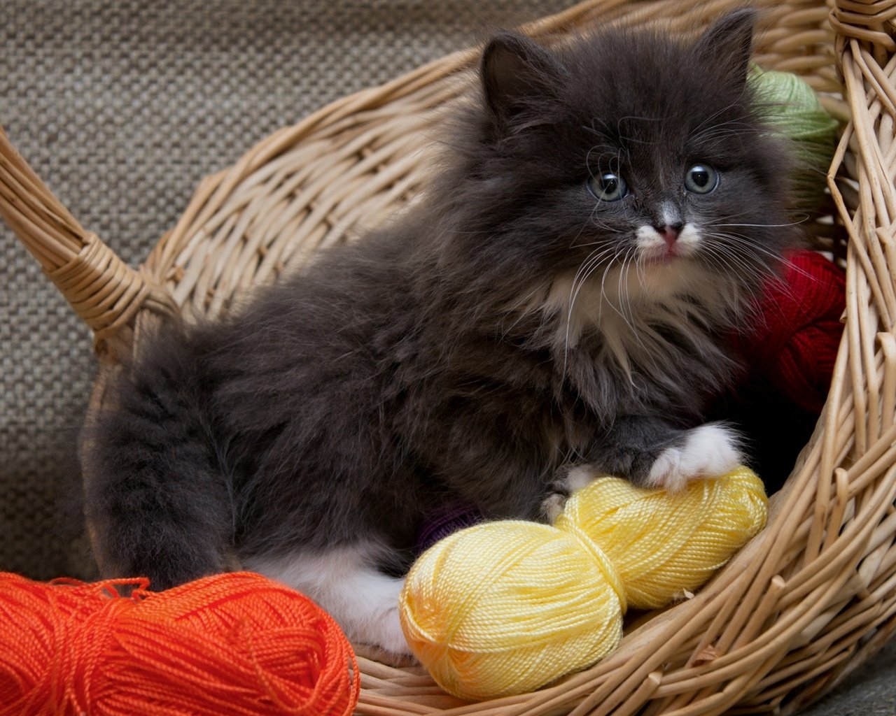 Обои кошка, котенок, пушистый, корзина, нитки, cat, kitty, fluffy, basket, thread разрешение 1920x1255 Загрузить