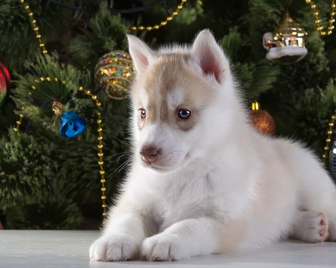 Обои новый год, елка, щенок, хаски, порода, new year, tree, puppy, husky, breed разрешение 3000x1937 Загрузить