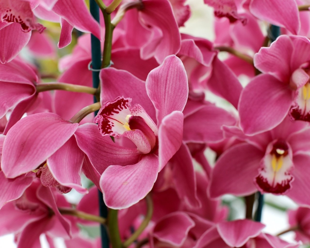 Обои макро, розовый, орхидея, macro, pink, orchid разрешение 1920x1280 Загрузить