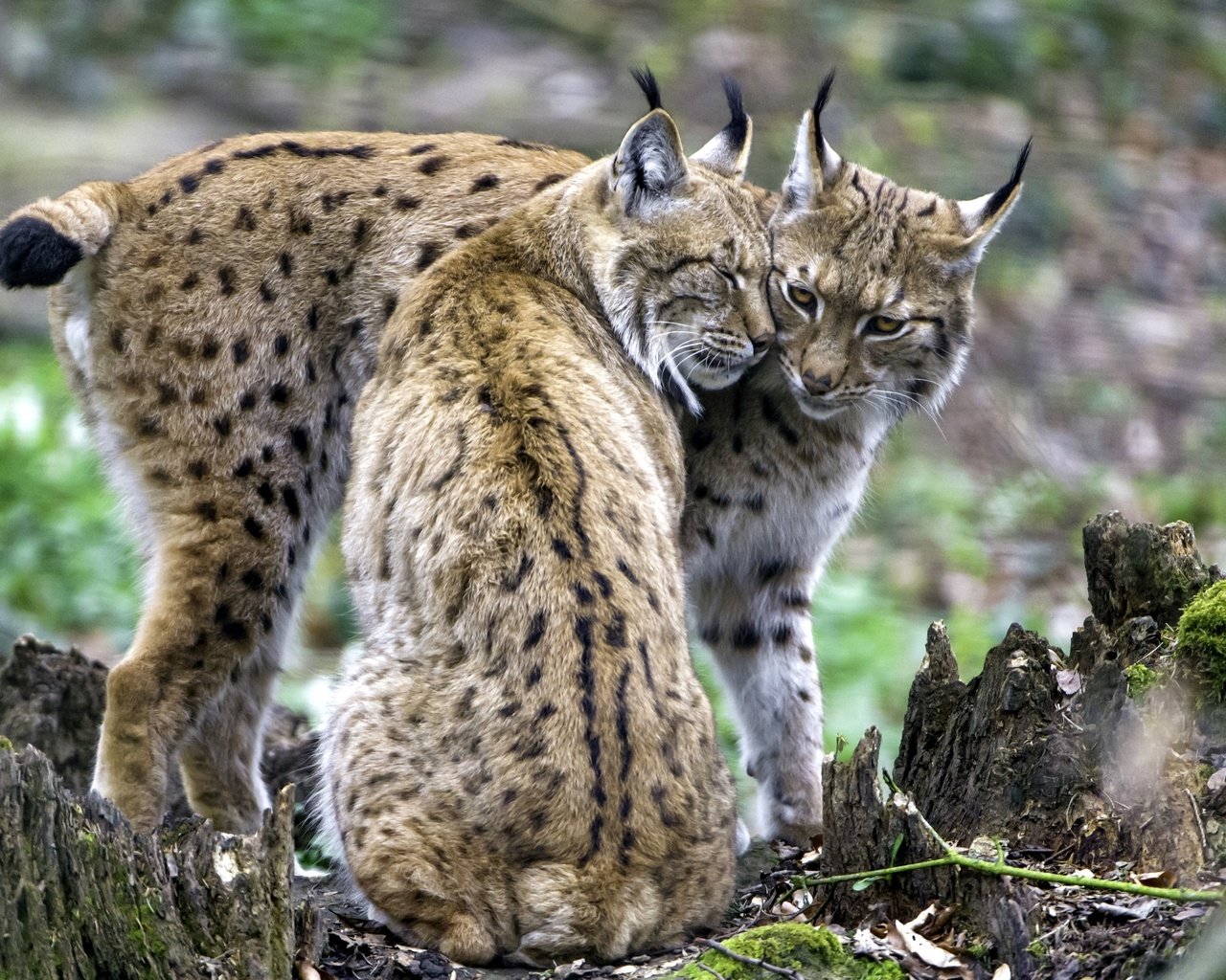 Обои рысь, пара, чувства, рыси, lynx, pair, feelings разрешение 2400x1598 Загрузить