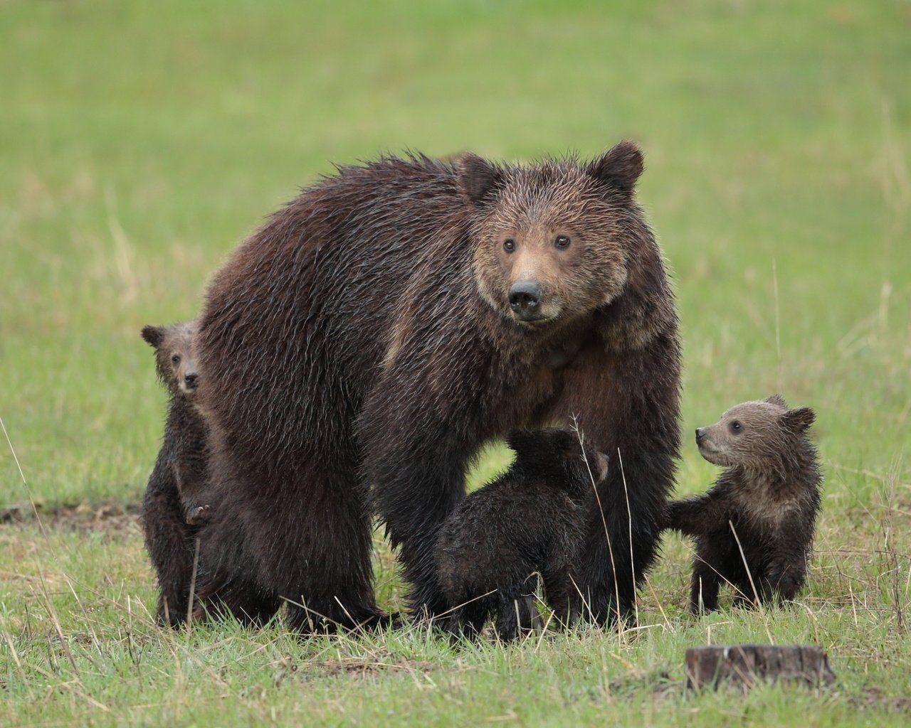 Обои природа, лето, медведи, детеныши, медвежата, nature, summer, bears, cubs разрешение 3200x1800 Загрузить