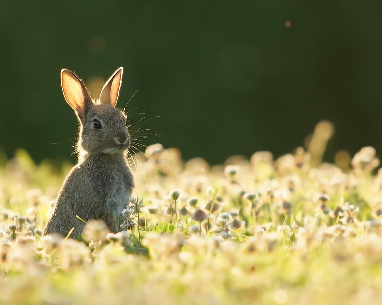 Обои природа, лето, заяц, nature, summer, hare разрешение 1920x1279 Загрузить