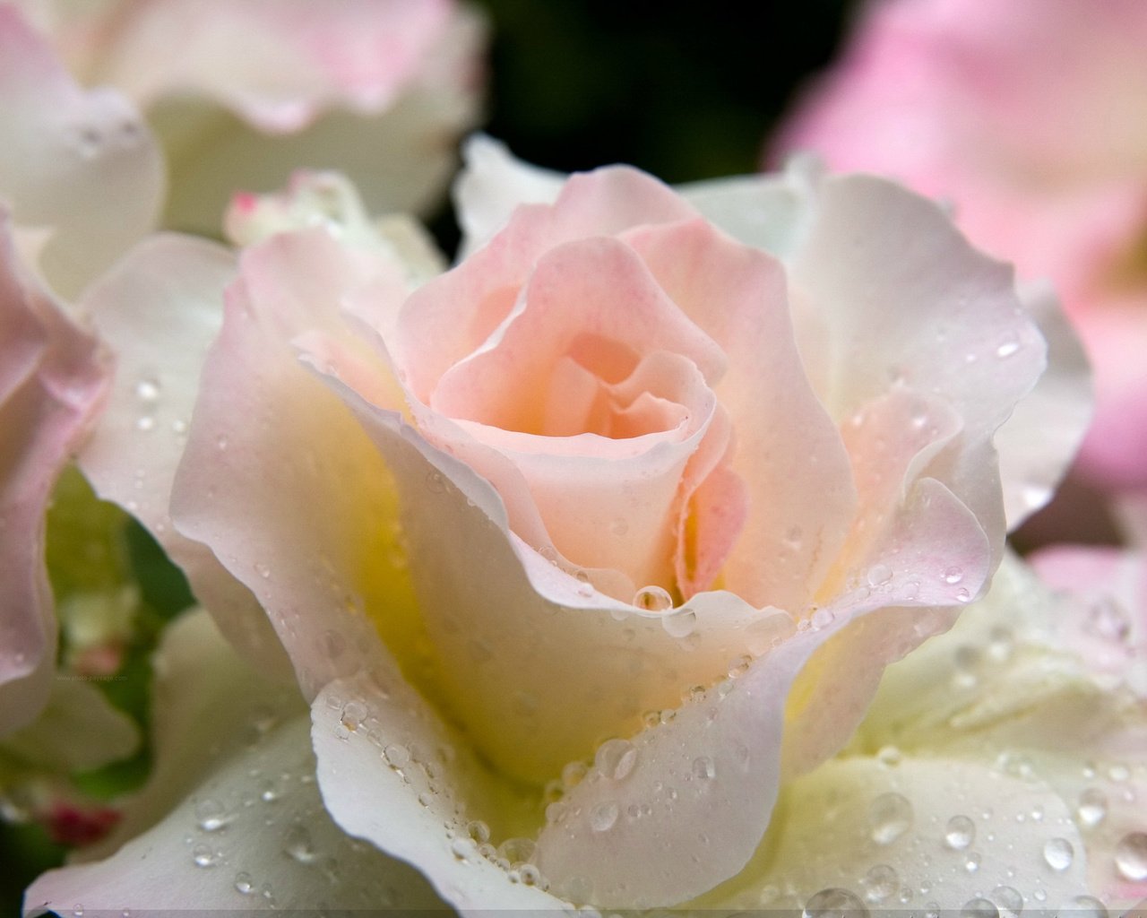 Обои капли, роза, нежная, drops, rose, gentle разрешение 2880x1880 Загрузить