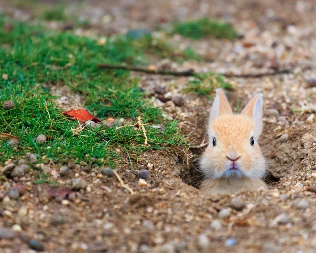 Обои трава, кролик, заяц, нора, grass, rabbit, hare, nora разрешение 1920x1080 Загрузить